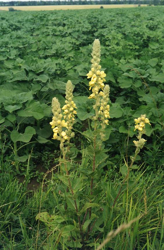 Image of Verbascum ovalifolium specimen.