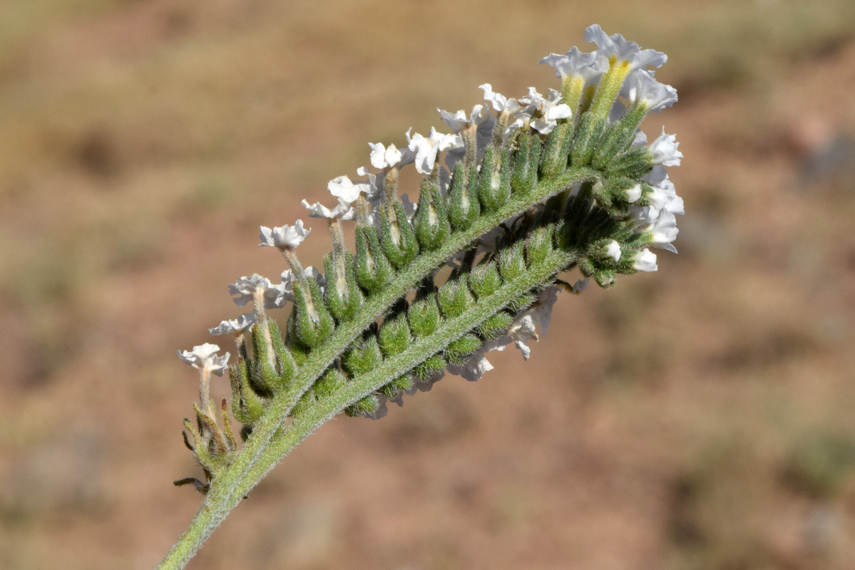 Изображение особи Heliotropium olgae.