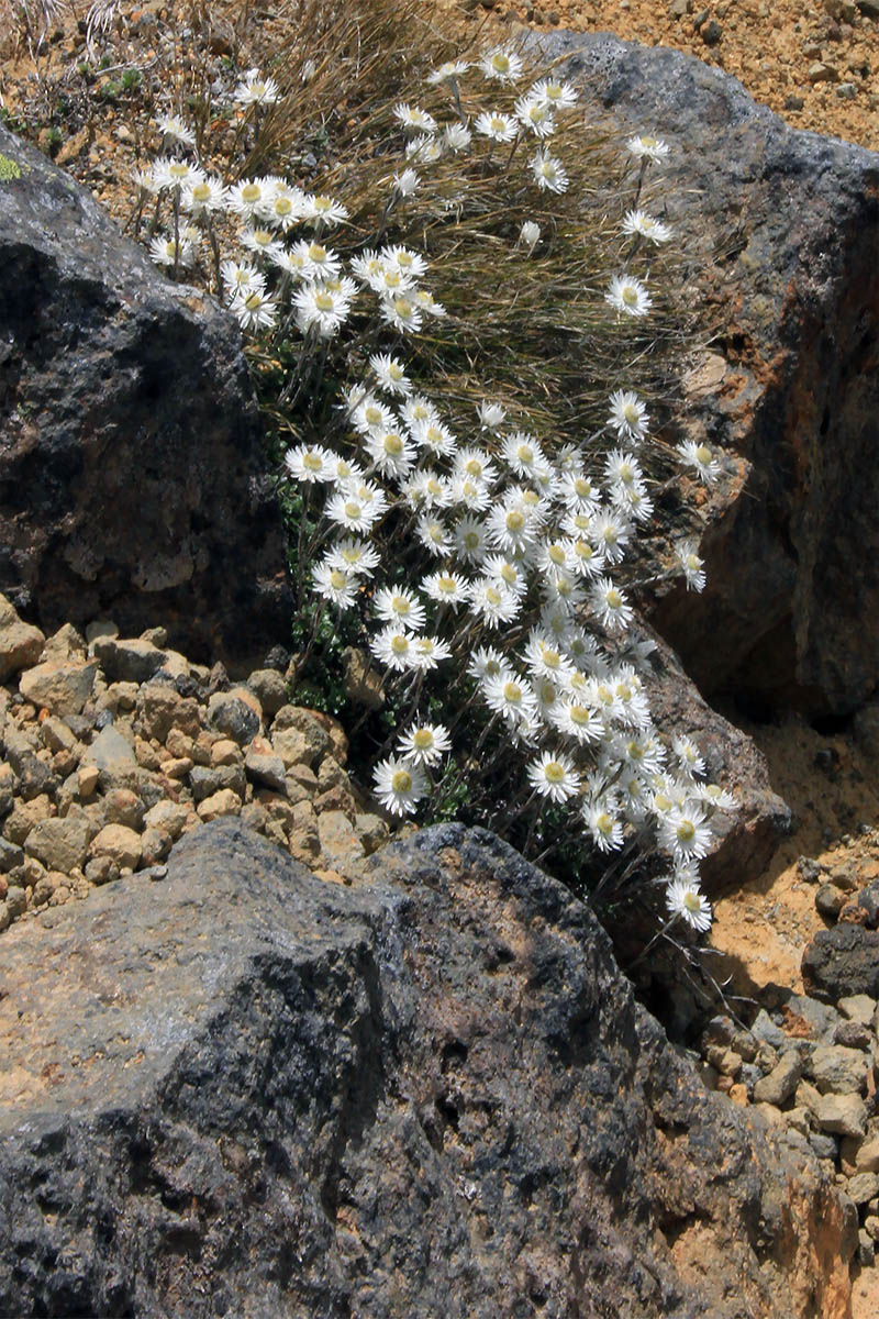 Image of familia Asteraceae specimen.