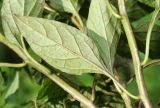 Solanum dulcamara