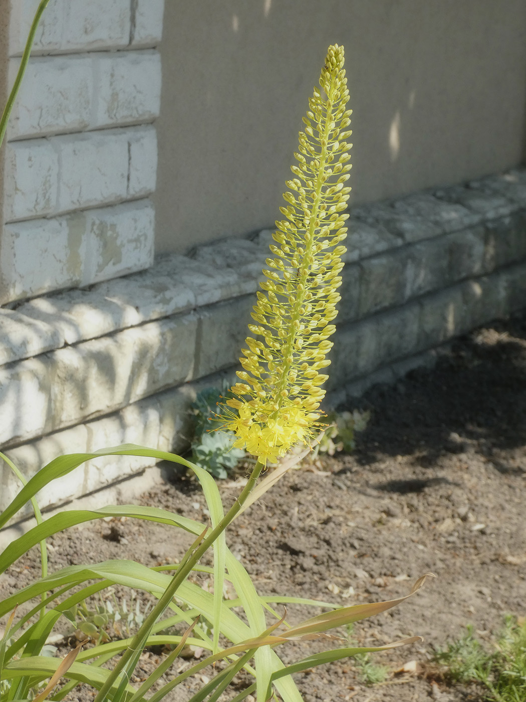 Изображение особи Eremurus stenophyllus.