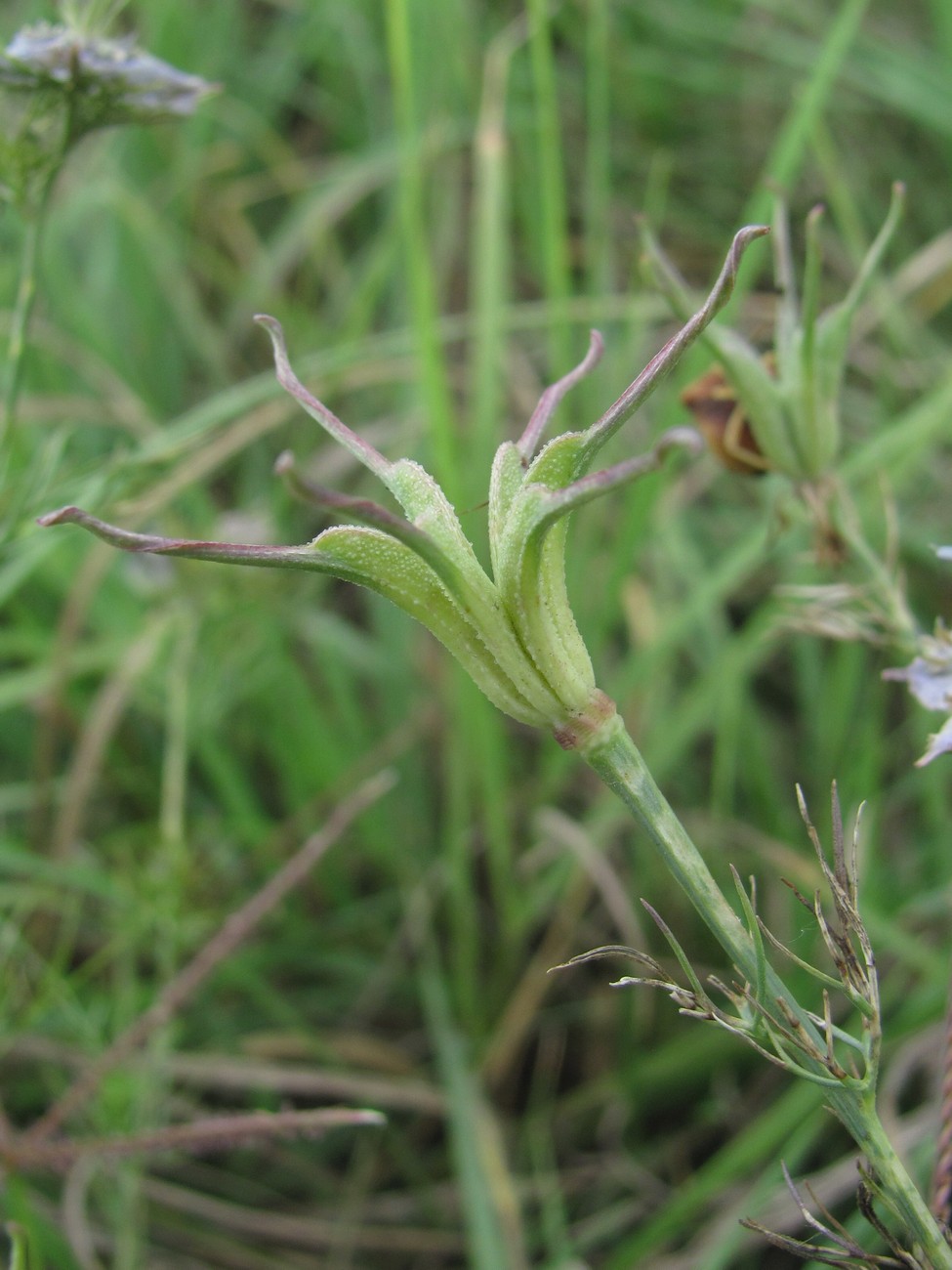 Image of Nigella arvensis specimen.