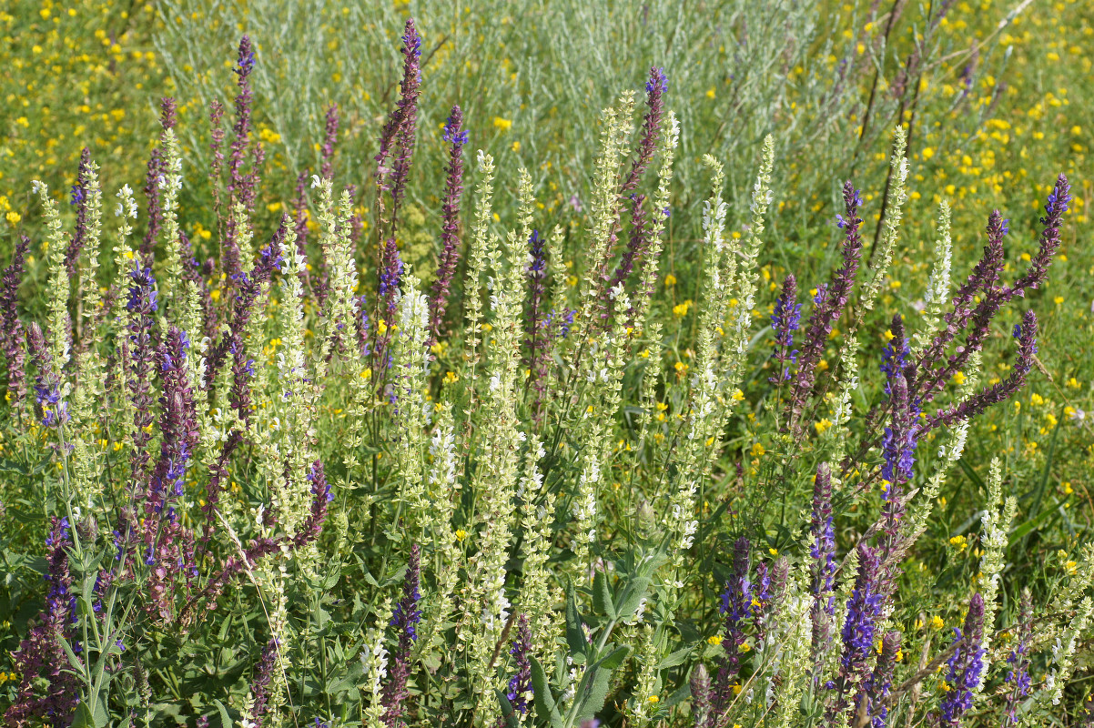 Изображение особи Salvia tesquicola.