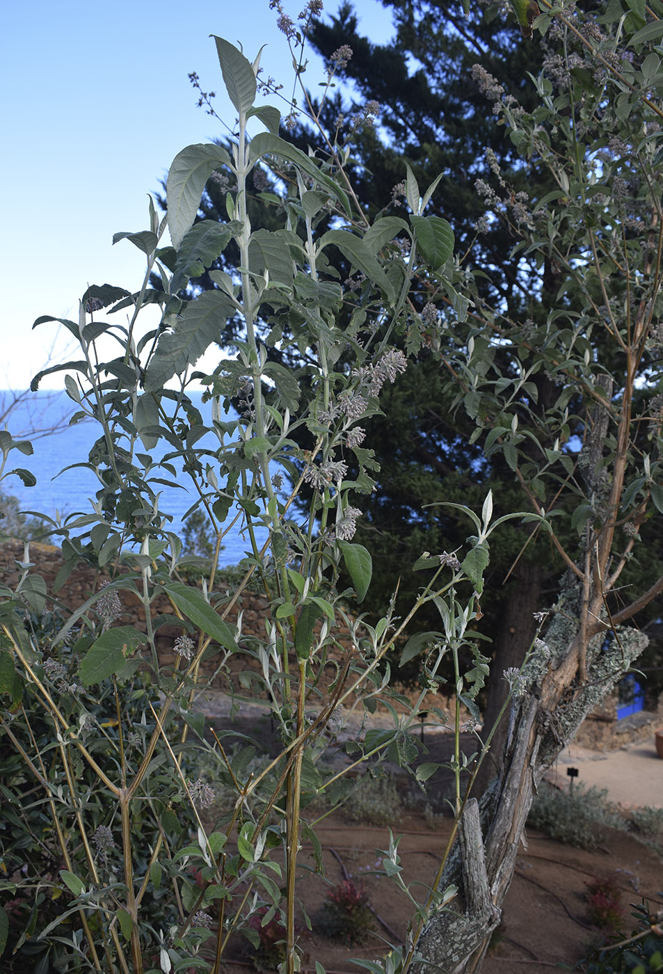 Image of genus Buddleja specimen.