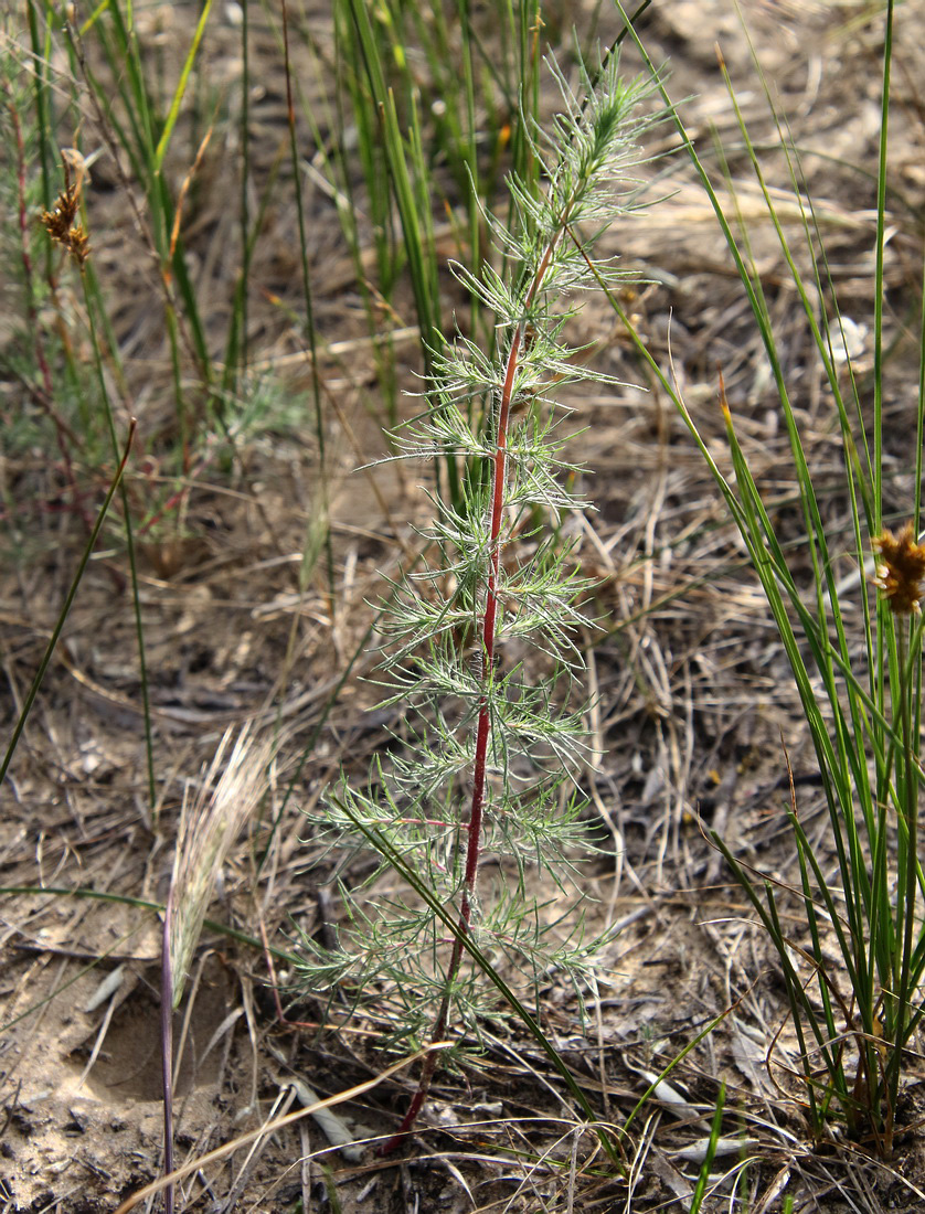 Image of Bassia laniflora specimen.