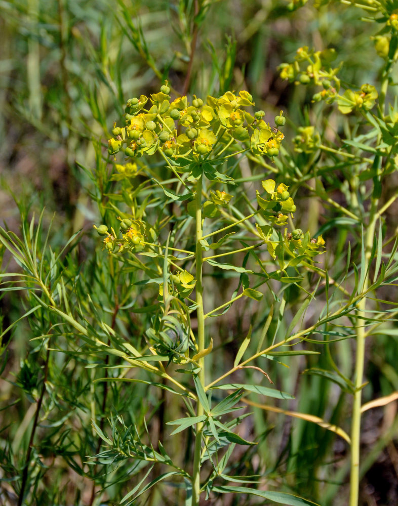 Изображение особи Euphorbia virgata.