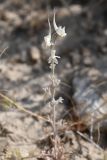 Delphinium leptocarpum. Цветущее растение. Таджикистан, Согдийская обл., горы Окбель, лессовый склон. 7 мая 2023 г.