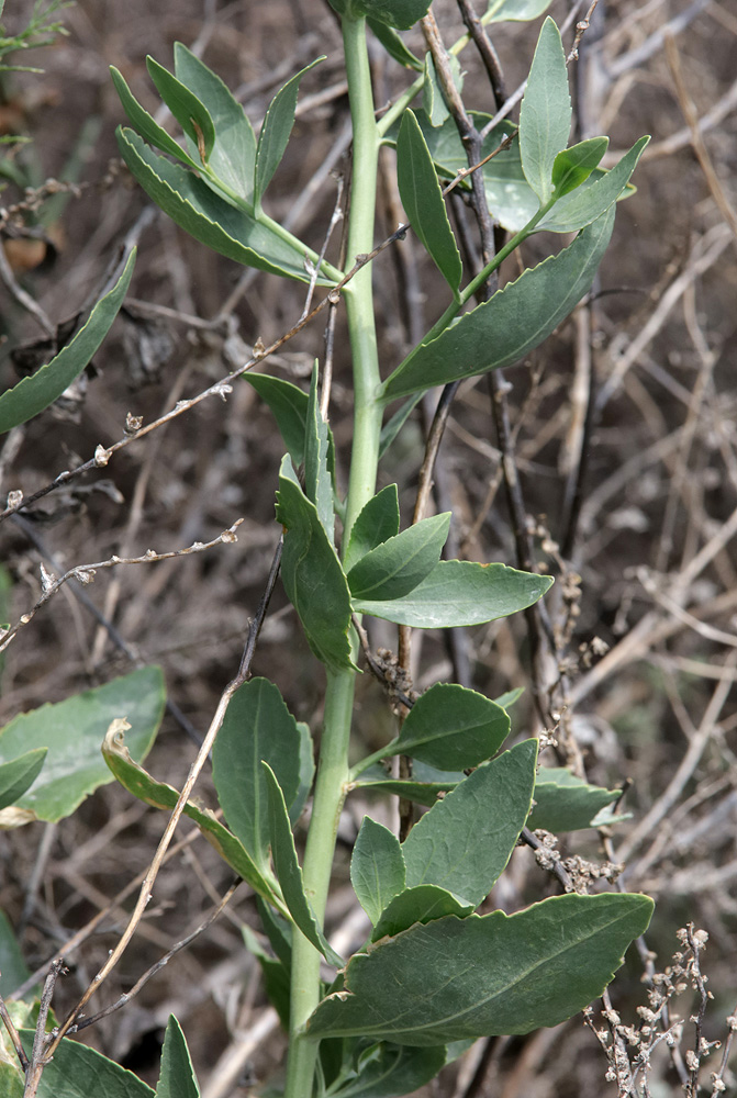 Изображение особи Lepidium obtusum.