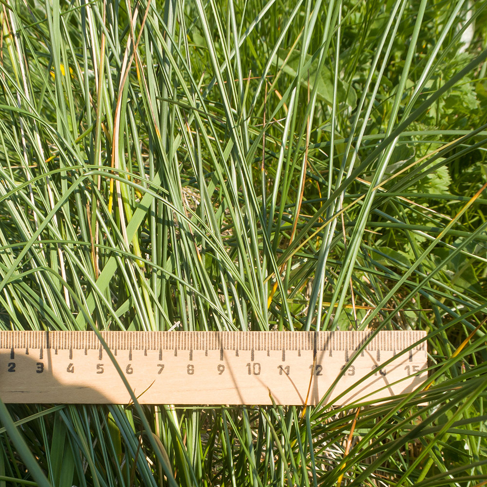 Image of Festuca woronowii specimen.