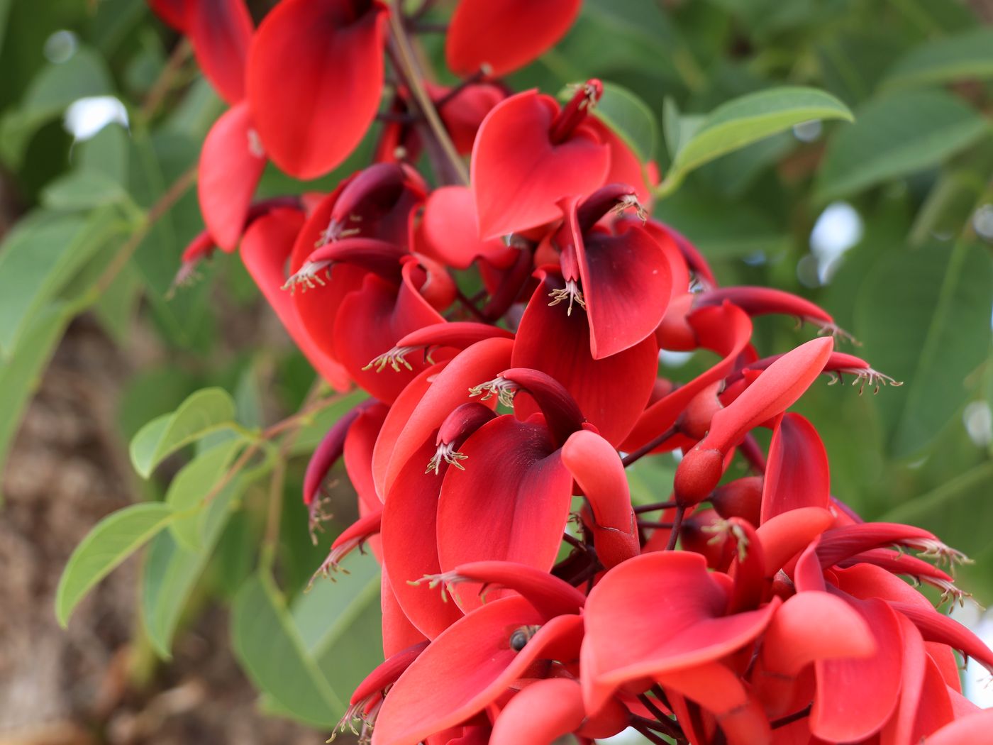 Image of Erythrina crista-galli specimen.