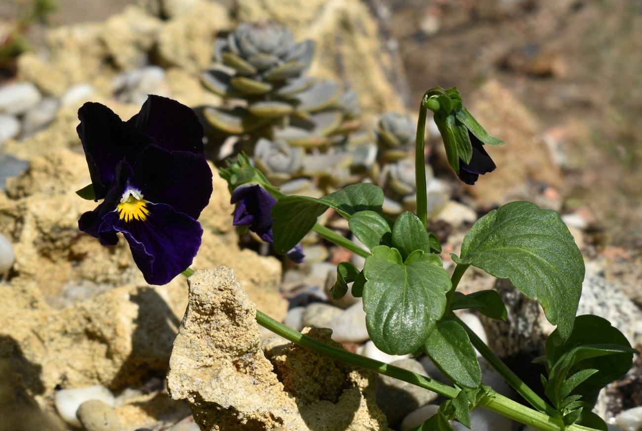 Image of genus Viola specimen.