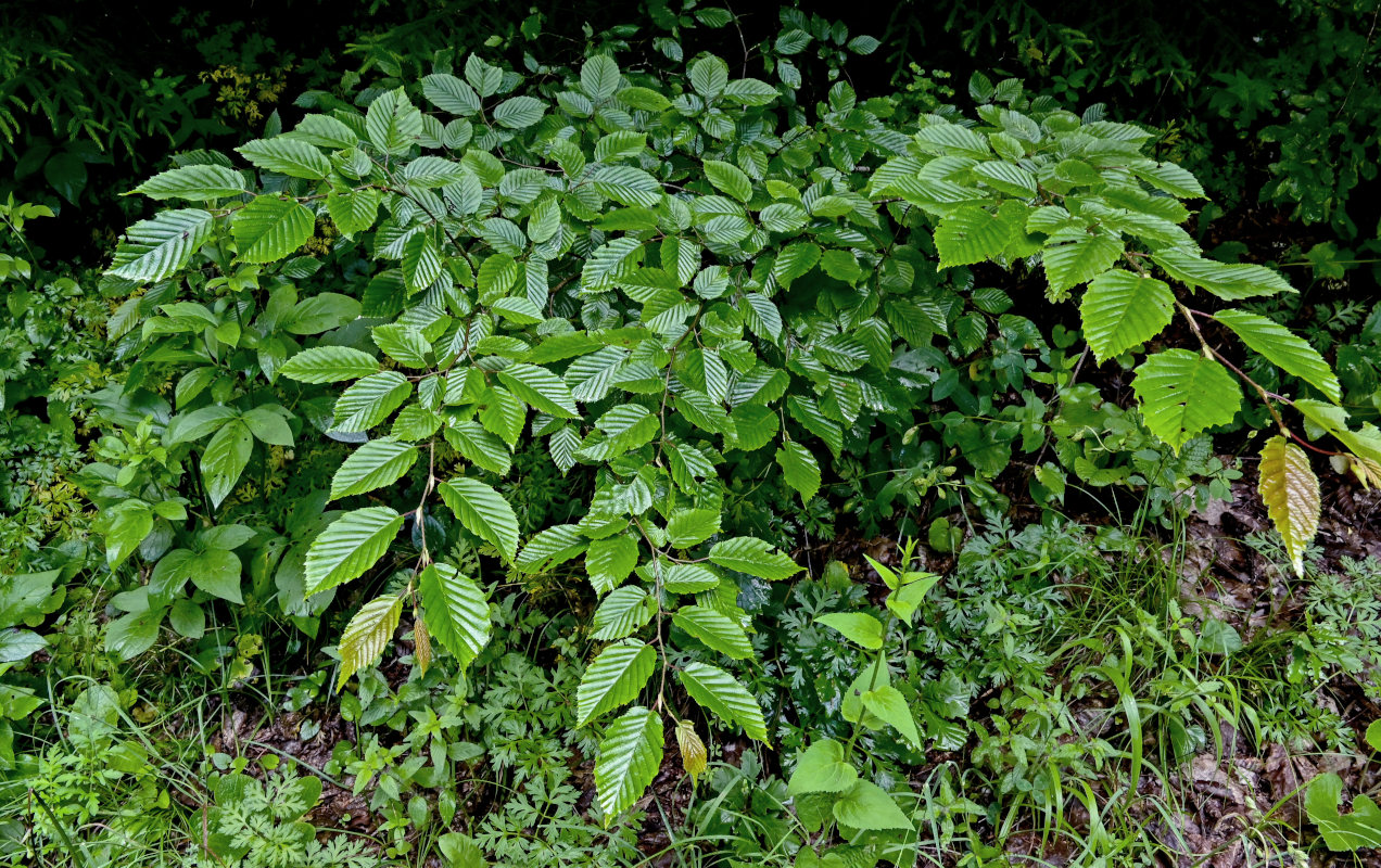 Image of Carpinus betulus specimen.