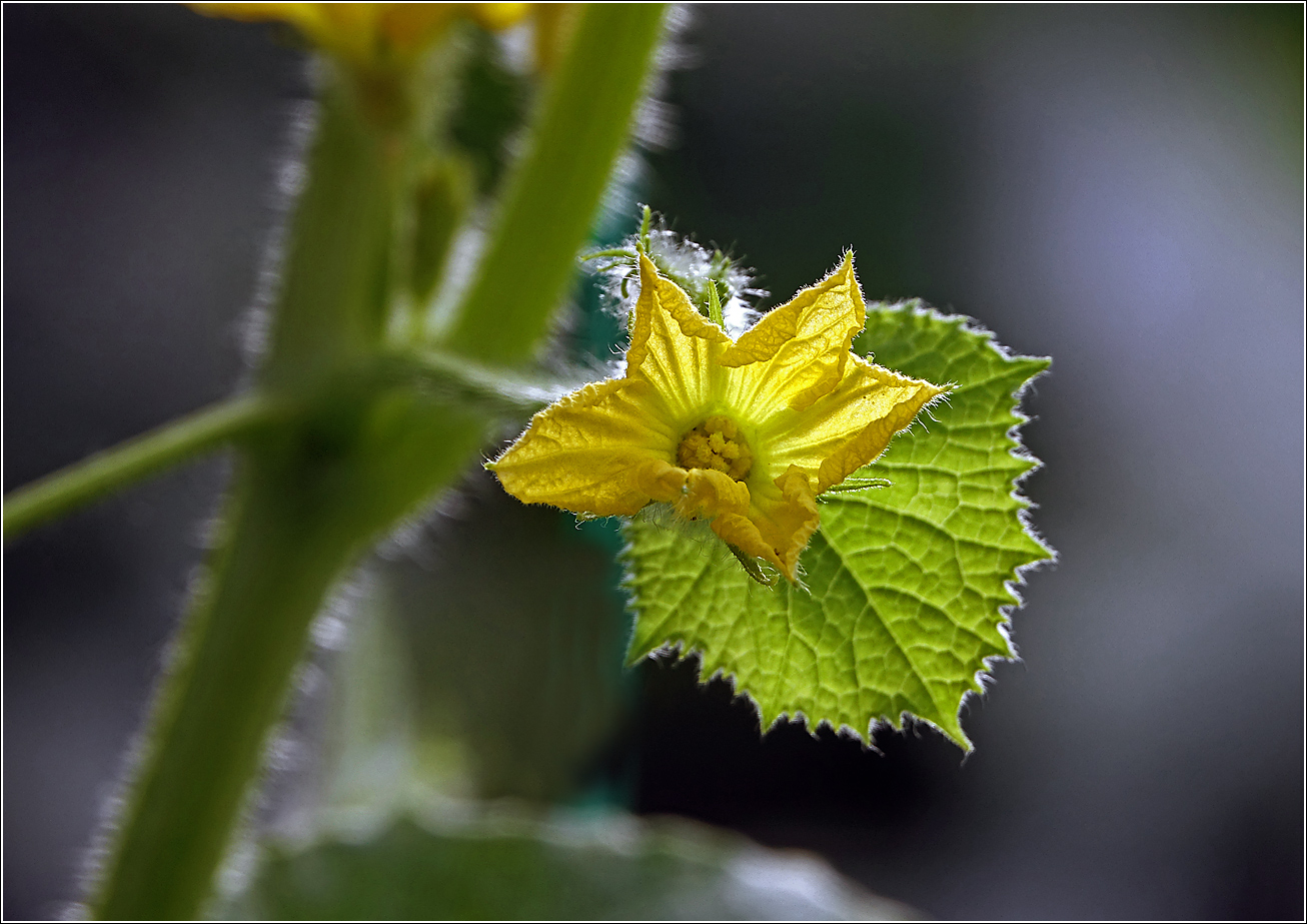 Image of Cucumis sativus specimen.