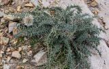 Echinops spinosissimus подвид spinosus. Расцветающее растение. Марокко, обл. Марракеш - Сафи, хр. Высокий Атлас, перевал Тизи-н'Тишка, ≈ 2000 м н.у.м., каменистый склон. 01.01.2023.