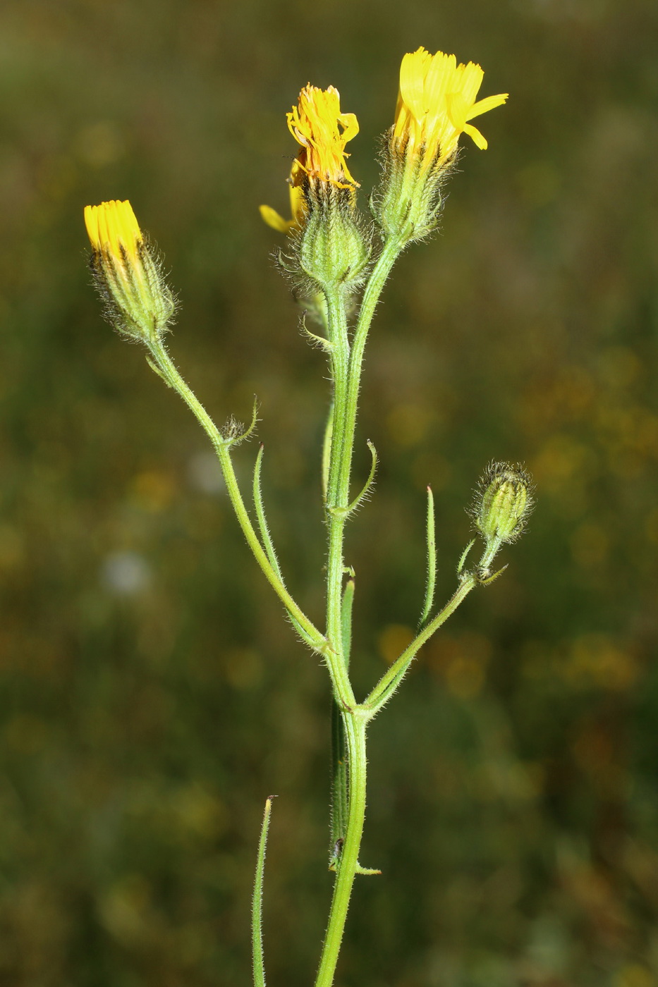 Изображение особи Crepis tectorum.