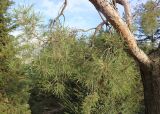 Pinus sylvestris. Ветвь. Краснодар, парк \"Краснодар\", Японский сад, в культуре. 01.01.2024.