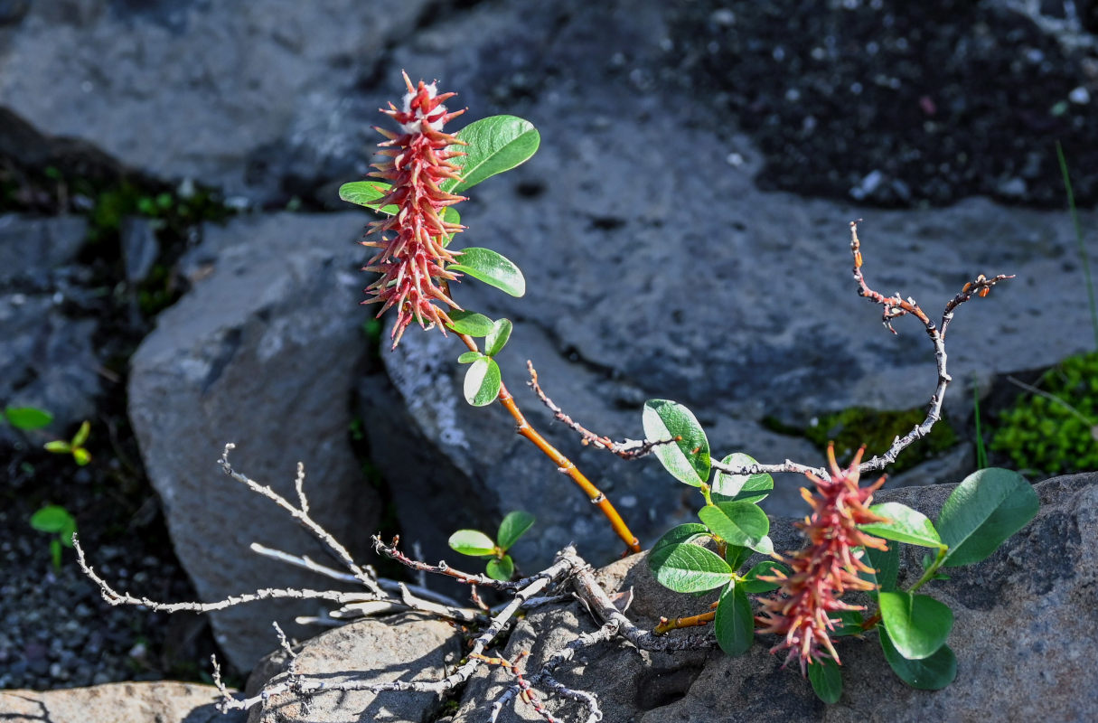 Image of genus Salix specimen.