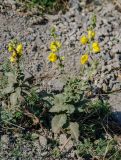 род Verbascum