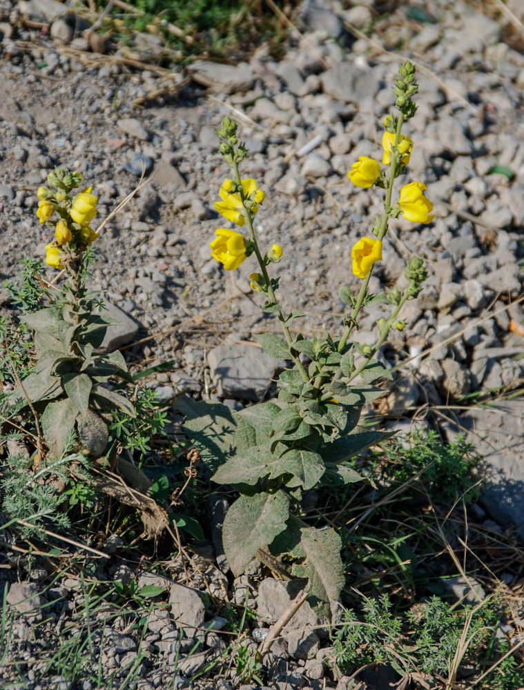 Image of genus Verbascum specimen.