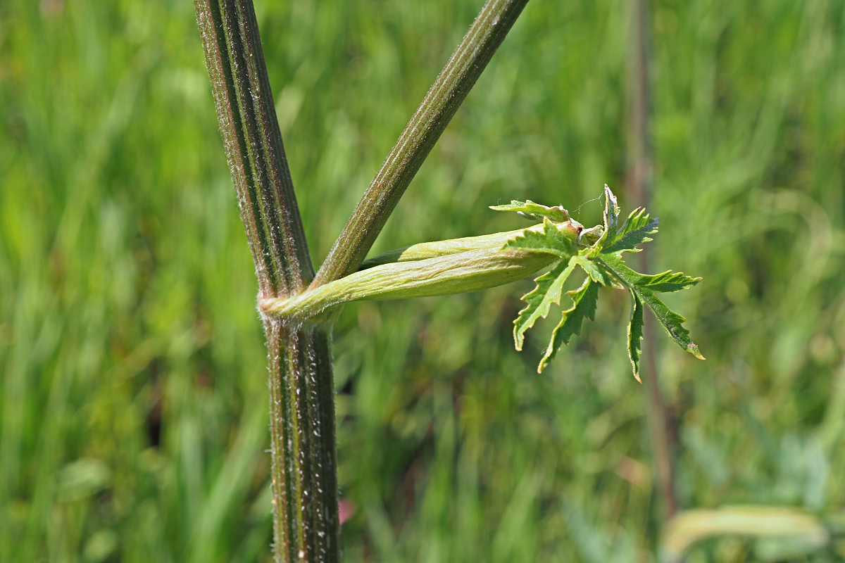 Image of Heracleum sibiricum specimen.