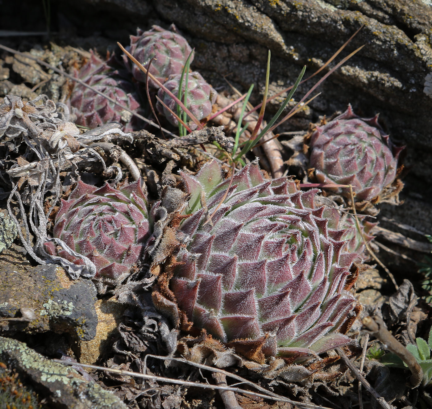 Изображение особи Sempervivum ruthenicum.