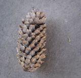 Picea pungens форма glauca. Опавшая шишка. Ростовская обл., г. Донецк, озеленение. 09.04.2024.