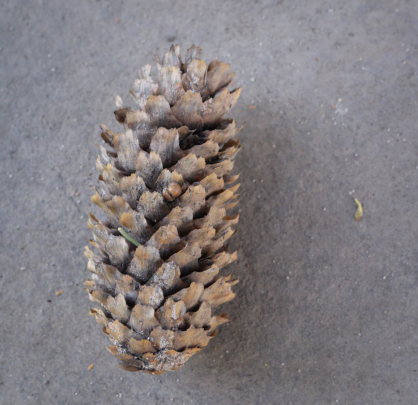 Image of Picea pungens f. glauca specimen.