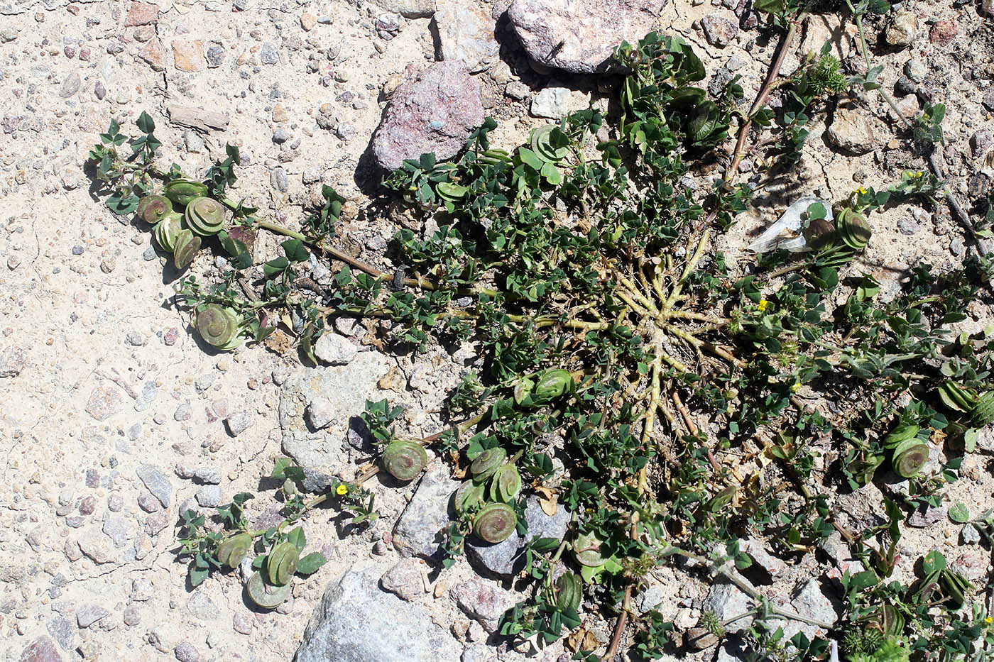 Изображение особи Medicago orbicularis.