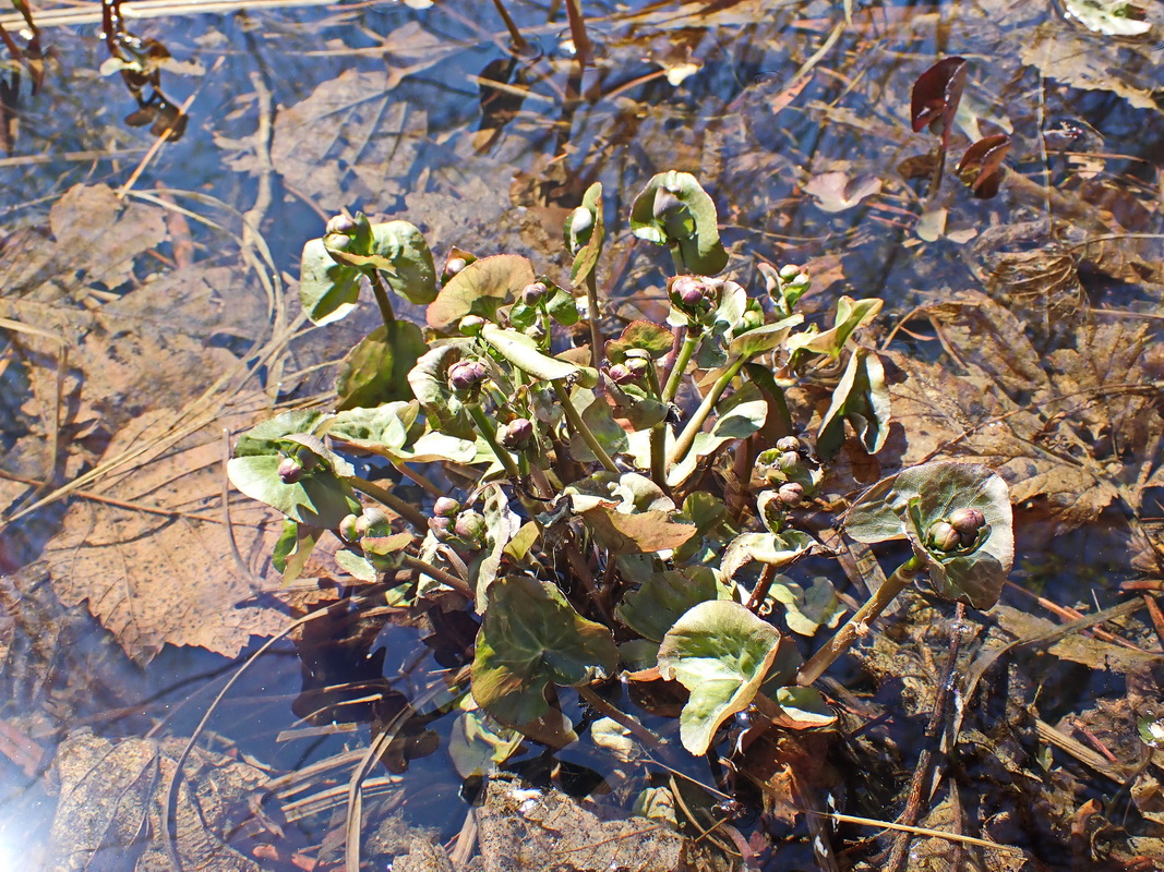 Изображение особи Caltha membranacea.