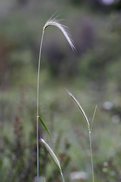 Image of Hordeum bulbosum specimen.