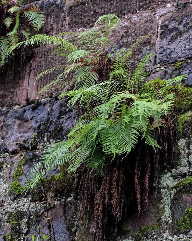 Изображение особи Pteris vittata.