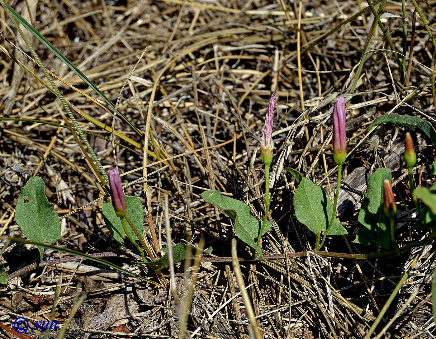 Изображение особи Convolvulus arvensis.