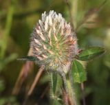 Trifolium diffusum. Соцветие и лист. Краснодарский край, м/о Анапа, окр. станицы Благовещенская, высокий берег Бугазского лимана между Бугазской косой и косой Голенькой. 09.06.2021.