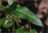 Persicaria lapathifolia. Лист. Московская обл., Раменский р-н, окр. дер. Хрипань, садовый участок. 16.08.2024.