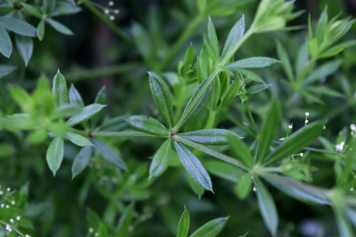 Image of genus Galium specimen.