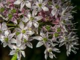 Allium quercetorum. Цветки с завязями. Крым, Южный Берег, сев. склон горы Аю-Даг, дубовый лес. 25.05.2024.