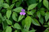 Impatiens blepharosepala. Верхушка цветущего растения. Китай, провинция Хунань, гора Тяньмэнь, смешанный лес, каменистый участок склона. 09.06.2024.