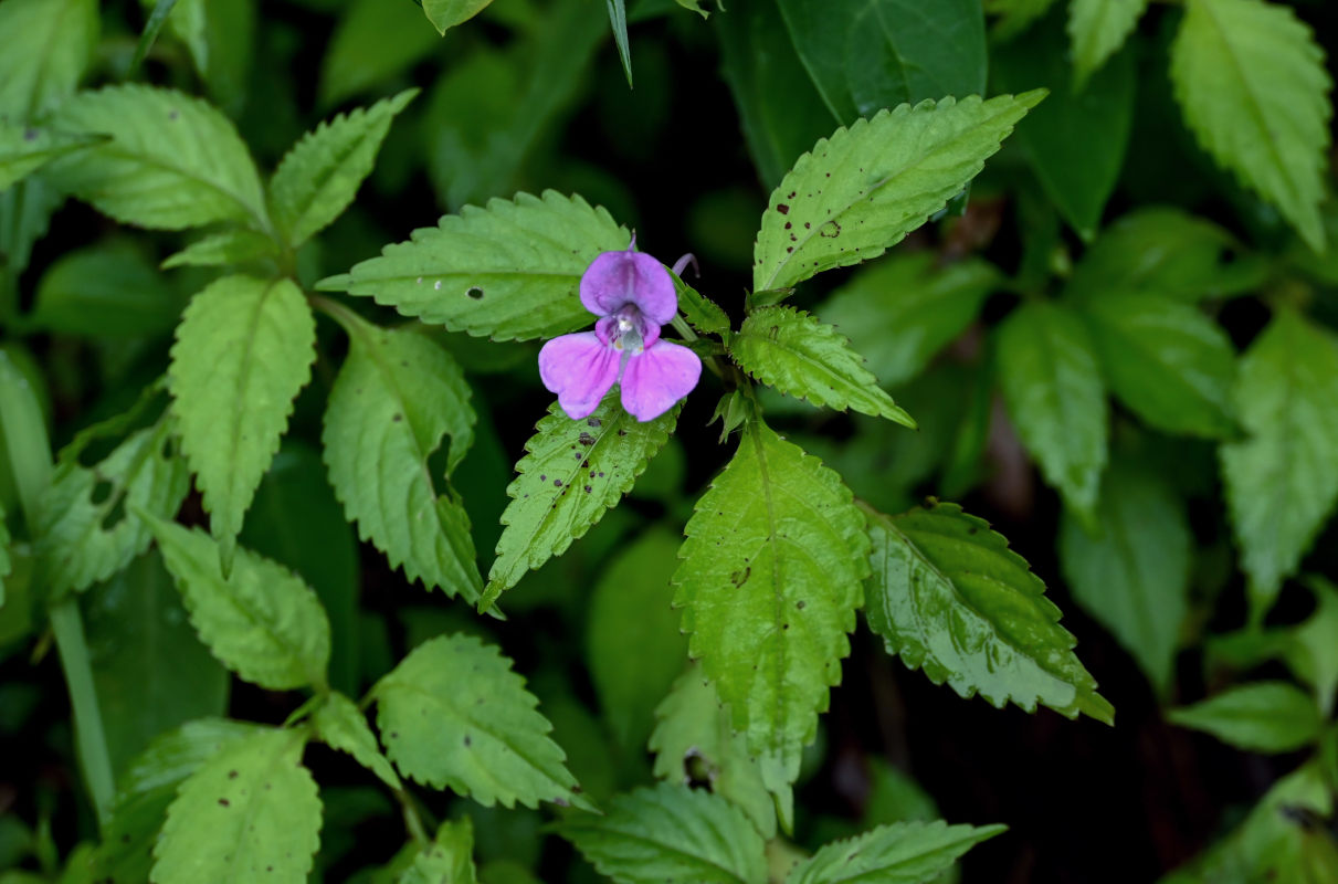 Изображение особи род Impatiens.