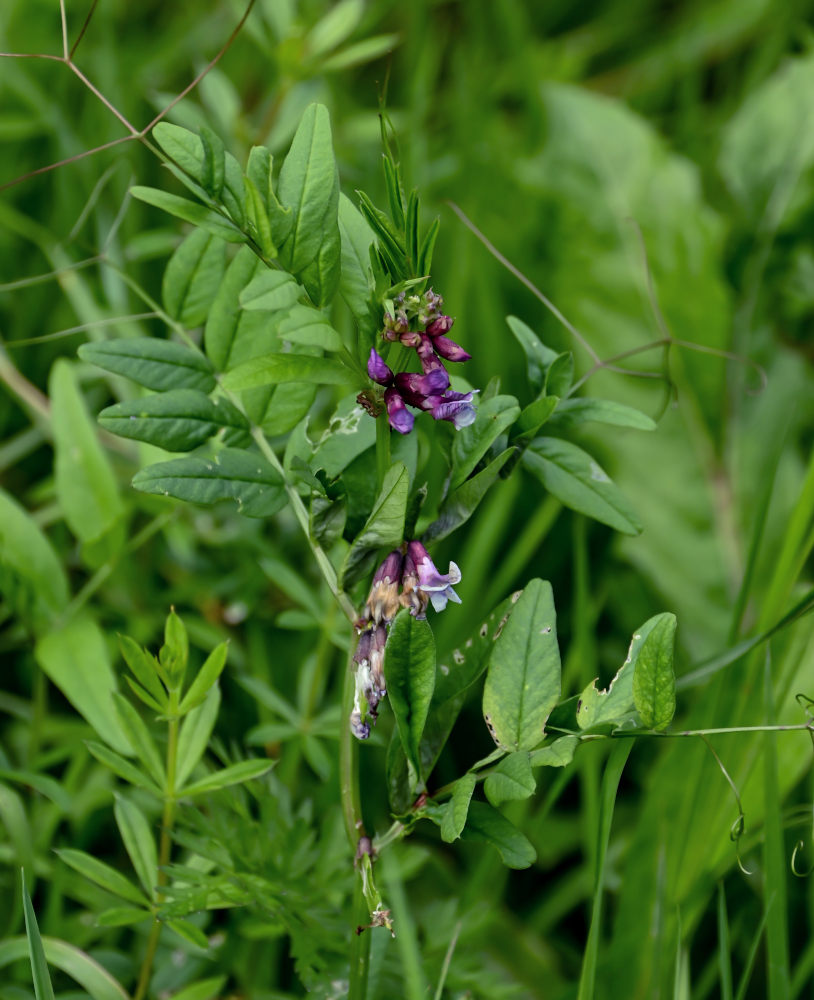 Image of Vicia sepium specimen.