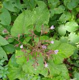 Cicerbita macrophylla