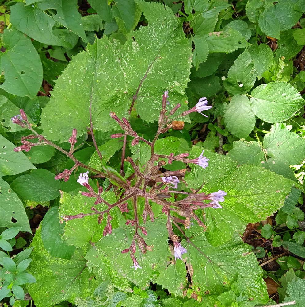 Image of Cicerbita macrophylla specimen.