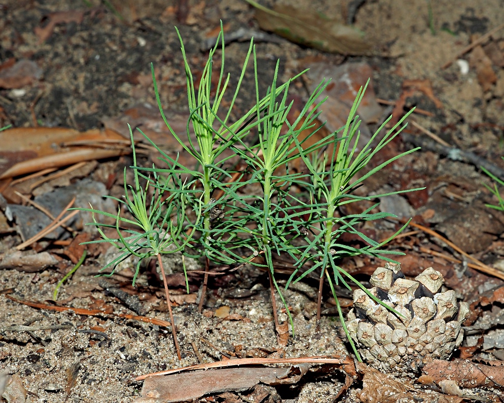 Image of Pinus sylvestris specimen.