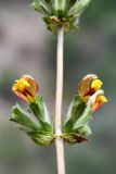 Phlomoides hissarica. Мутовка соцветия. Таджикистан, Гиссарский хр., басс. р. Варзоб, ущ. р. Кондара, ≈ 1400 м н.у.м., саванноидное сообщество. 23 июня 2024 г.