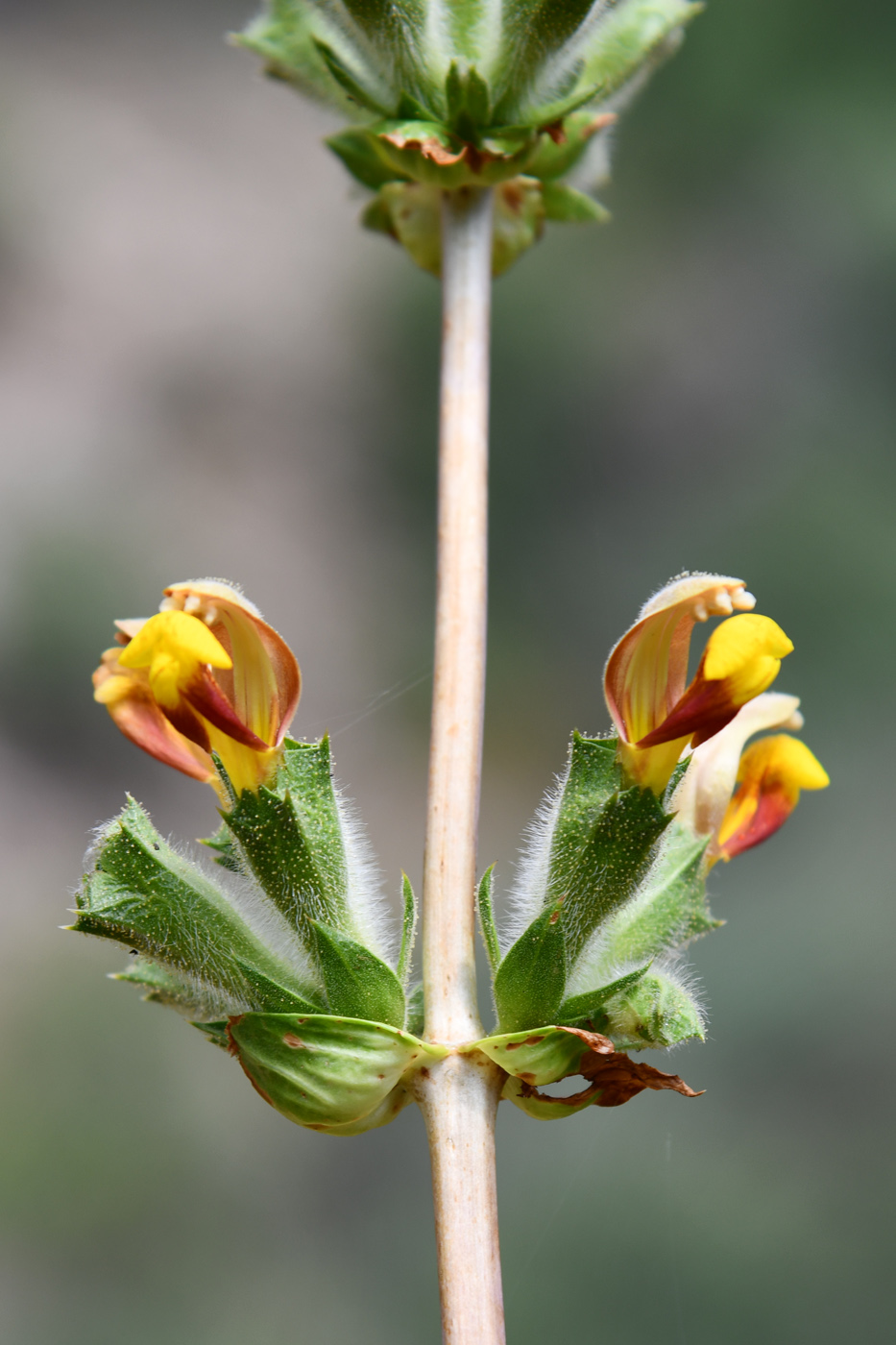 Image of Phlomoides hissarica specimen.