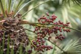 Chamaerops humilis. Верхушка ствола с соплодиями и черешками листьев. Краснодарский край, г. Сочи, м-р Лазаревское, парковое озеленение. 03.11.2024.