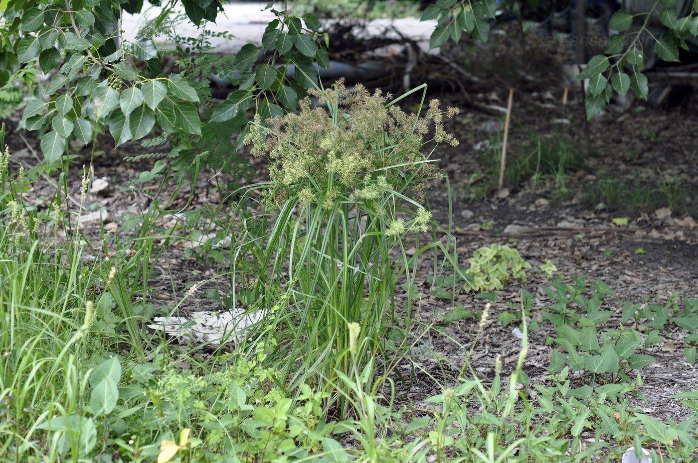 Image of genus Cyperus specimen.