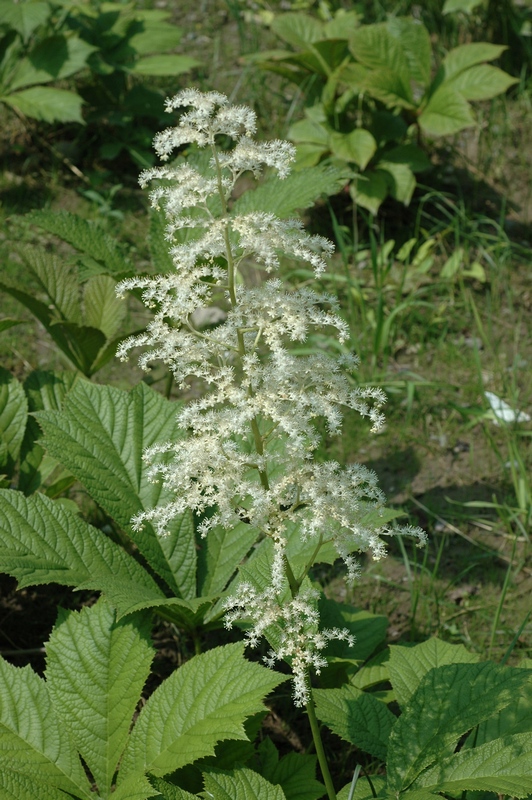 Image of Rodgersia podophylla specimen.