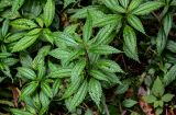 Pilea sinofasciata