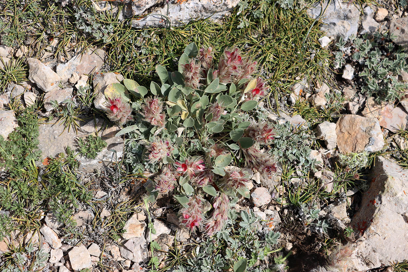 Изображение особи Hedysarum plumosum.