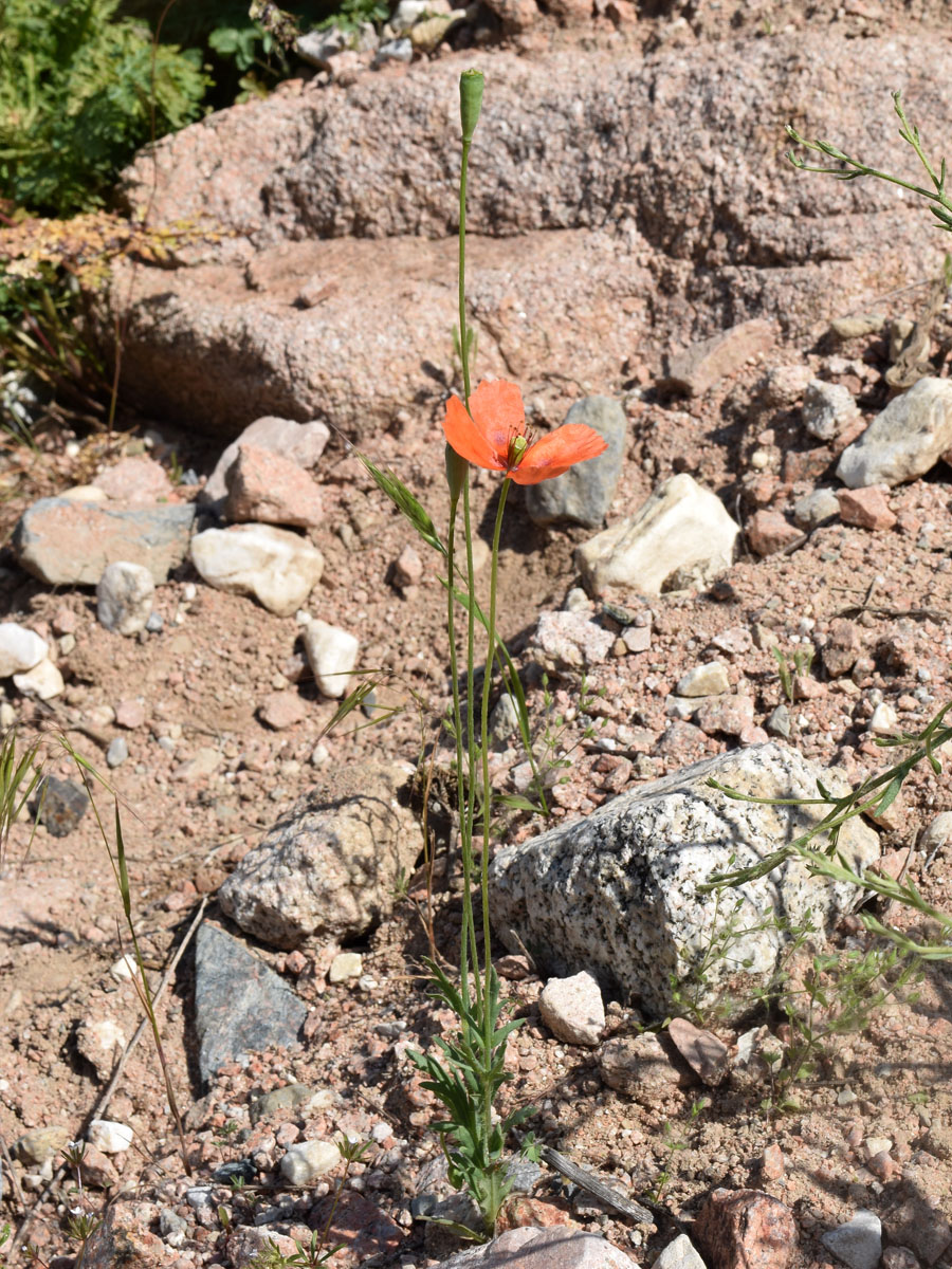 Изображение особи Papaver litwinowii.